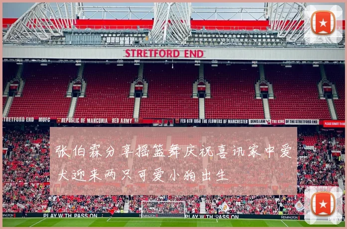 张伯霖分享摇篮舞庆祝喜讯家中爱犬迎来两只可爱小狗出生